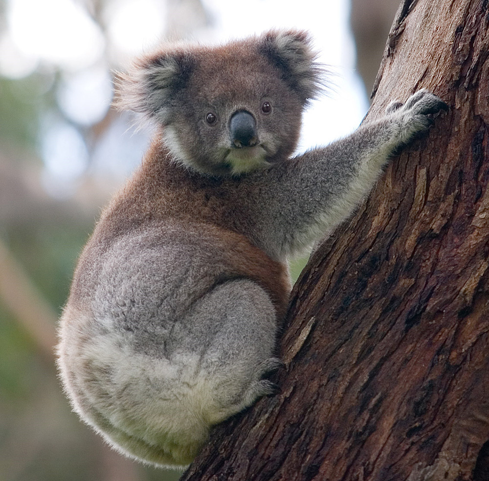 A koala climbing up a tree